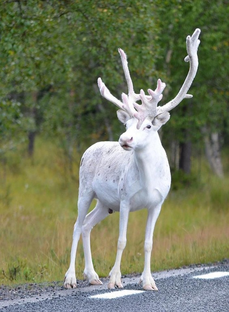 Rare white reindeer spotted