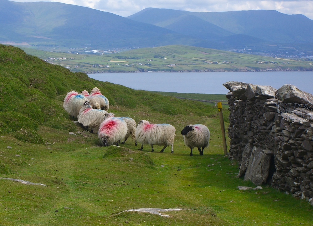 Why do some sheep have paint on them?